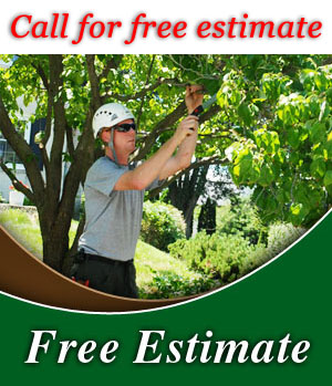 Aspen Tree Long Island Free Estimate